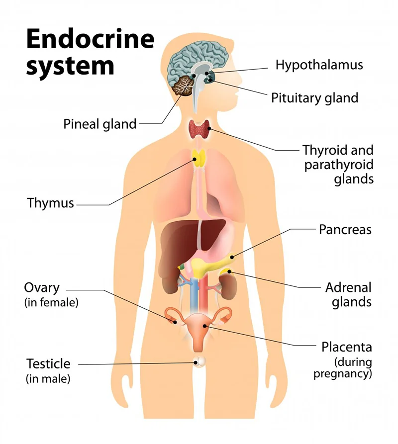 Endocrine System Diagram